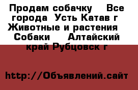 Продам собачку  - Все города, Усть-Катав г. Животные и растения » Собаки   . Алтайский край,Рубцовск г.